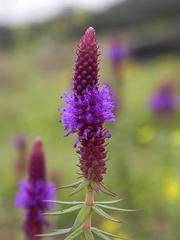 Pogostemon deccanensis