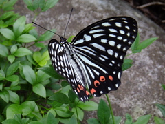 Hestina assimilis assimilis
