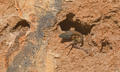 Blue-Throated Keeled Lizard