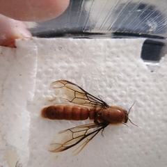 Dorylus helvolus