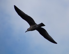 Larus
