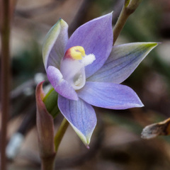 Thelymitra brevifolia