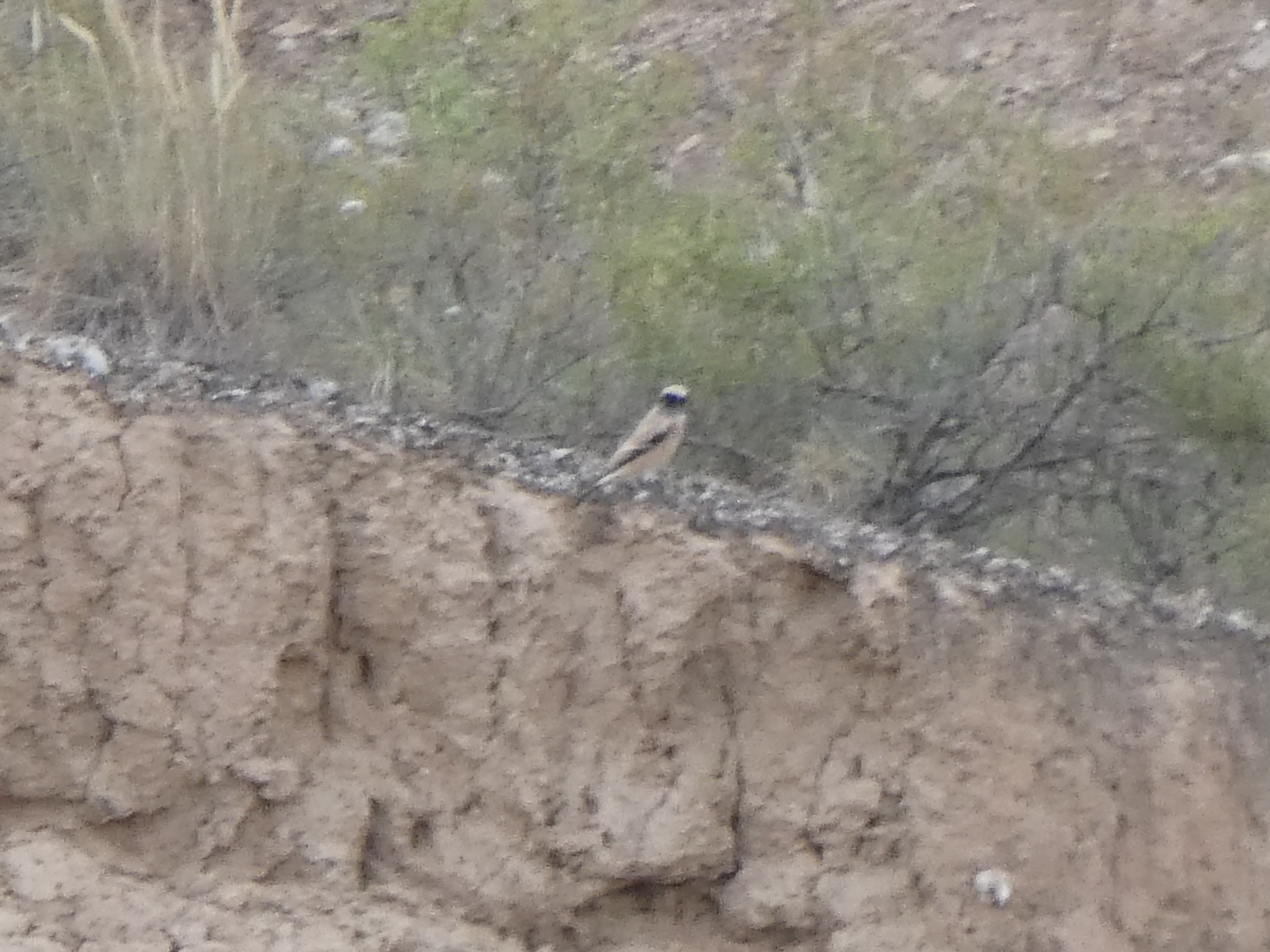 Desert Wheatear