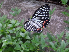 Hestina assimilis assimilis