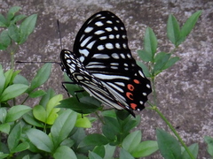 Hestina assimilis assimilis