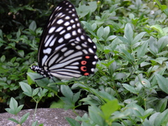 Hestina assimilis assimilis