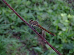 Sympetrum frequens