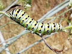 Papilio
