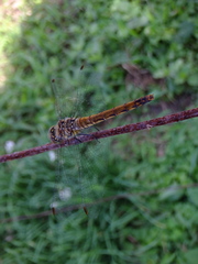 Sympetrum frequens