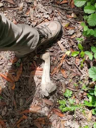 iNaturalist observation photo of Mammals