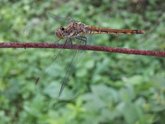 Sympetrum frequens