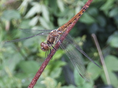 Sympetrum frequens