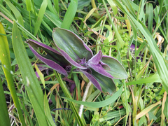 Tradescantia cerinthoides