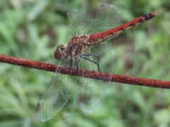 Sympetrum frequens