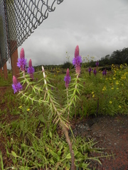 Pogostemon deccanensis