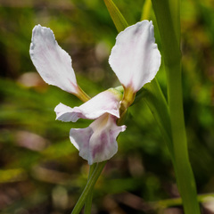 Diuris fragrantissima