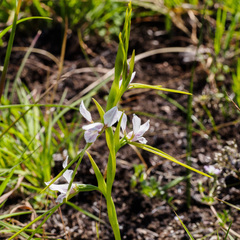 Diuris fragrantissima