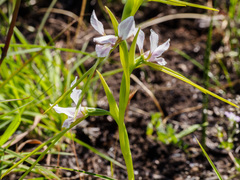 Diuris fragrantissima