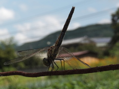 Sympetrum frequens