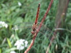 Sympetrum frequens