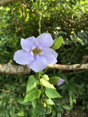 Thunbergia laurifolia
