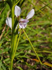 Diuris fragrantissima
