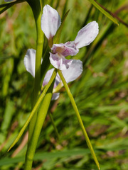 Diuris fragrantissima