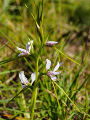 Diuris fragrantissima