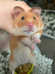 Mesocricetus auratus