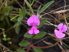 Indigofera dalzellii