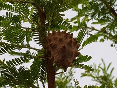 Cephalotelium macowanianum