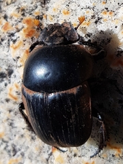 Scarabaeus rusticus