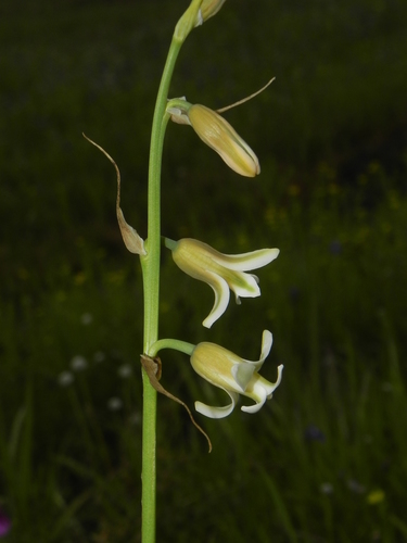 Image of Dipcadi ursulae by no rights reserved