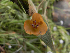 Murdannia lanuginosa