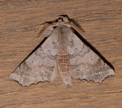 Olceclostera seraphica