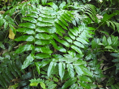 Stenochlaena palustris