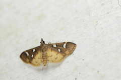 Cotachena