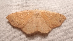 Cyclophora ruficiliaria
