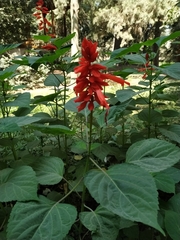 Salvia splendens