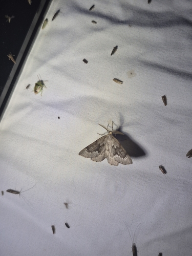 Pine Conelet Looper Moth photo 3
