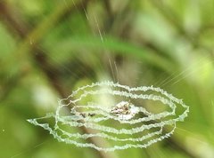 Cyclosa argenteoalba
