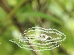 Cyclosa argenteoalba