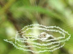 Cyclosa argenteoalba