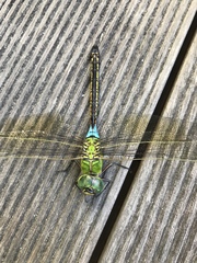 Anax parthenope julius