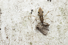 Epidaus