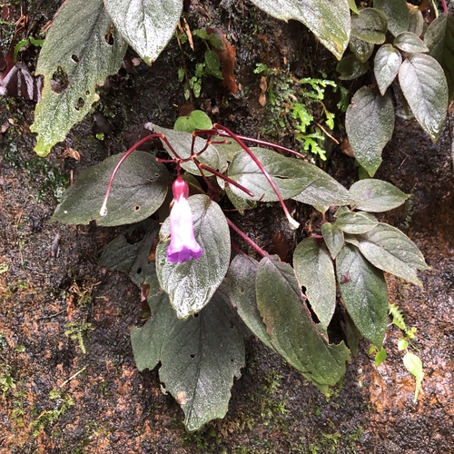 Henckelia communis observed 2019-09-06