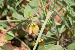 Sphedamnocarpus pruriens