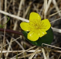 Caltha sibirica