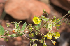 Sphedamnocarpus pruriens