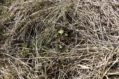 Caltha sibirica